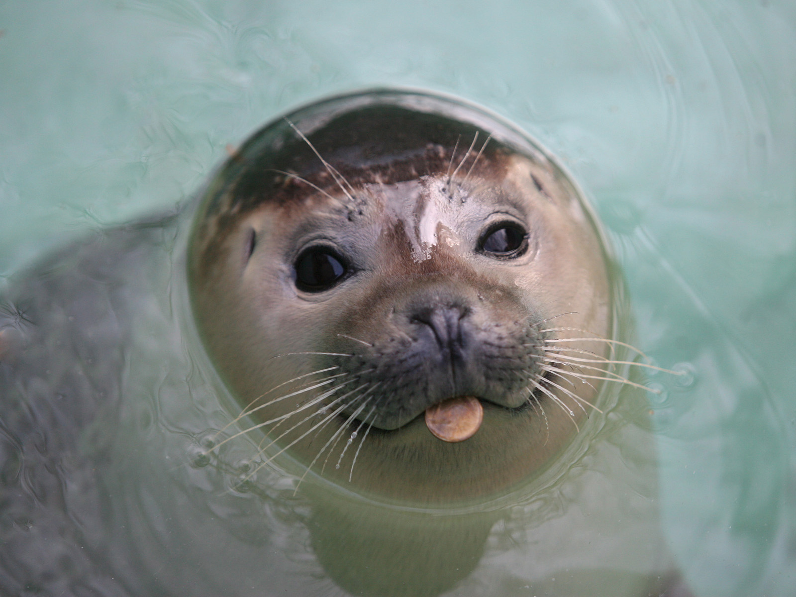 Harbor_Seal_Belgrade