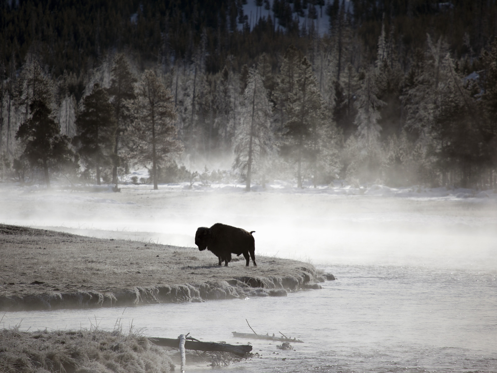 Lonely_Bison