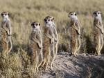 Meerkat_Pack
