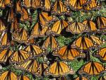 Monarch_Butterflies_Mi
