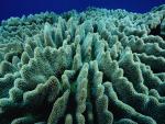 Stony_Coral
