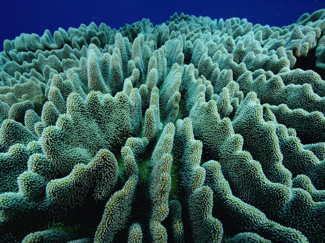 Stony_Coral