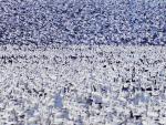 Snow_Geese_Klamath