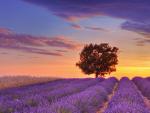English_Lavender