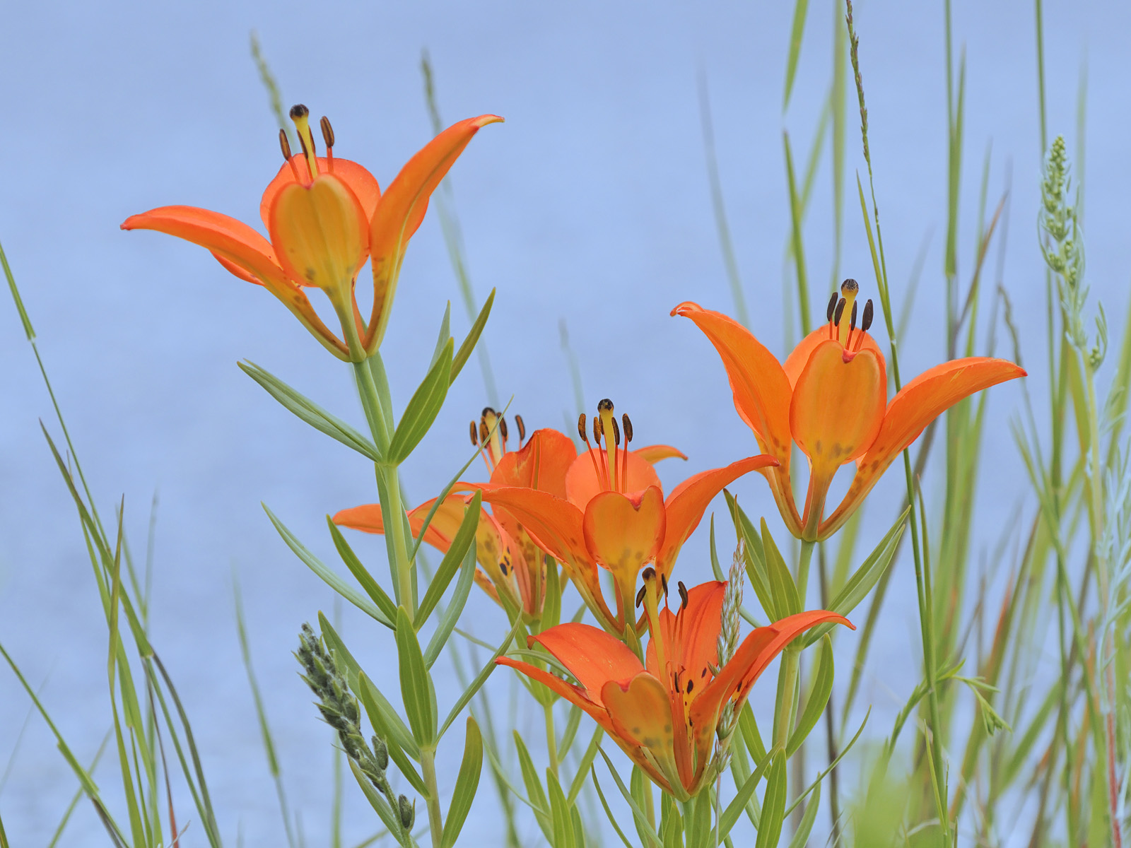 Wood_Lily_Bow