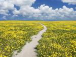 Wildflower_Meadow_in