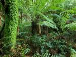 Otway_National_Park