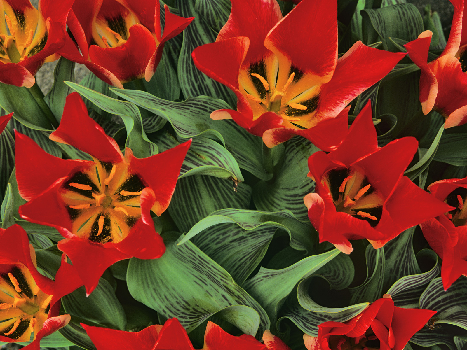 Red_Lilies