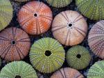 Skeletons_of_Echinoderms