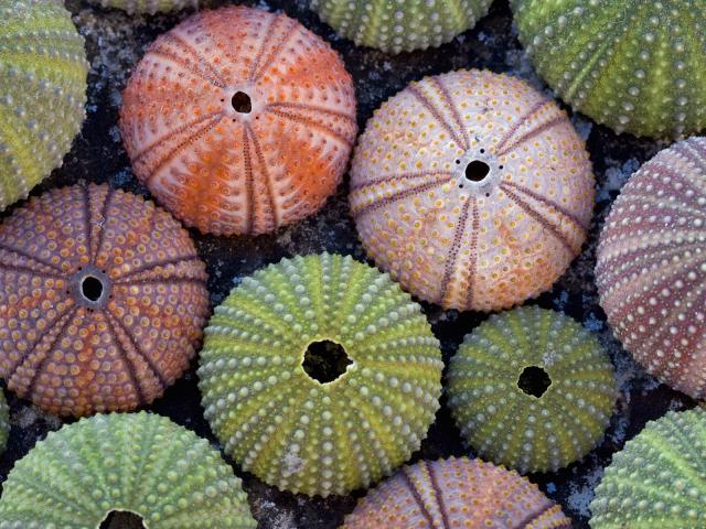 Skeletons_of_Echinoderms