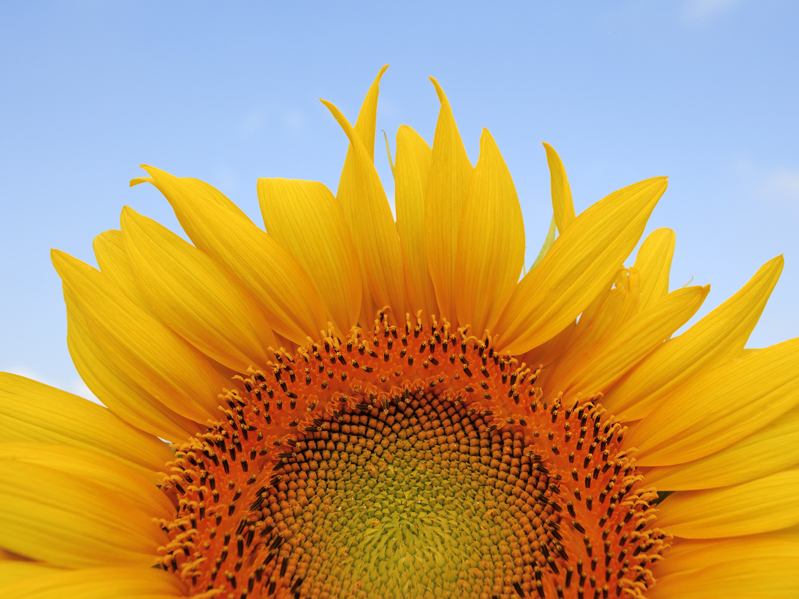 Sunflower_2