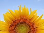 Sunflower_2