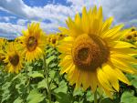 Sunflower_3
