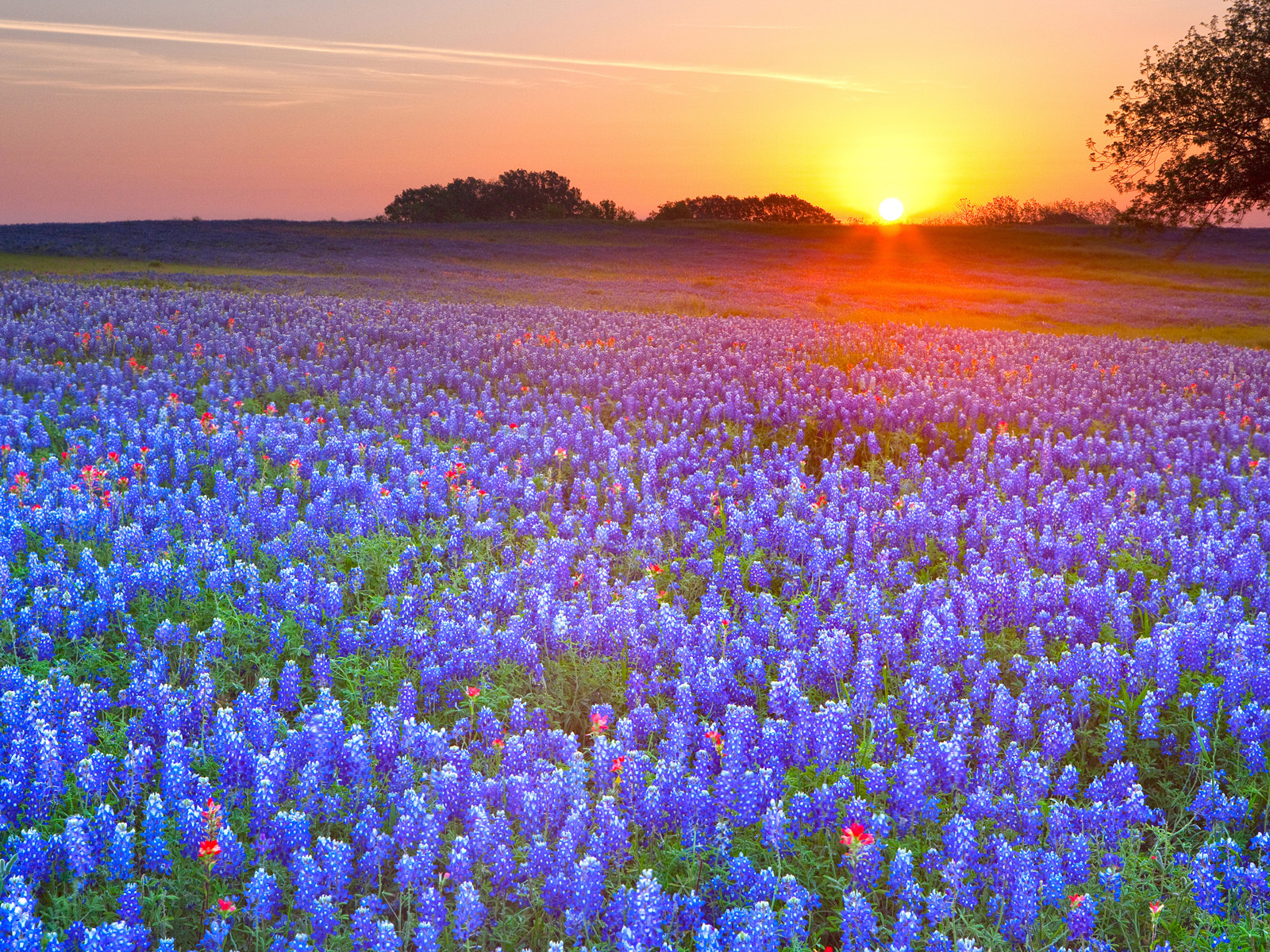 Texas_Bluebonnets