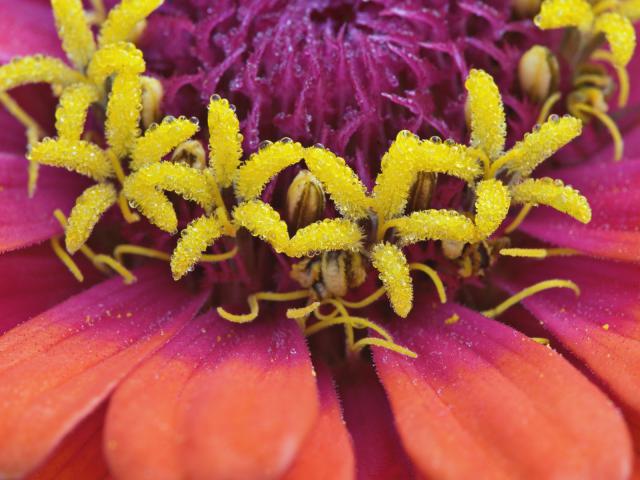 Zinnia_Flower_Maine