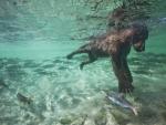 Brown_Bear_Swimming
