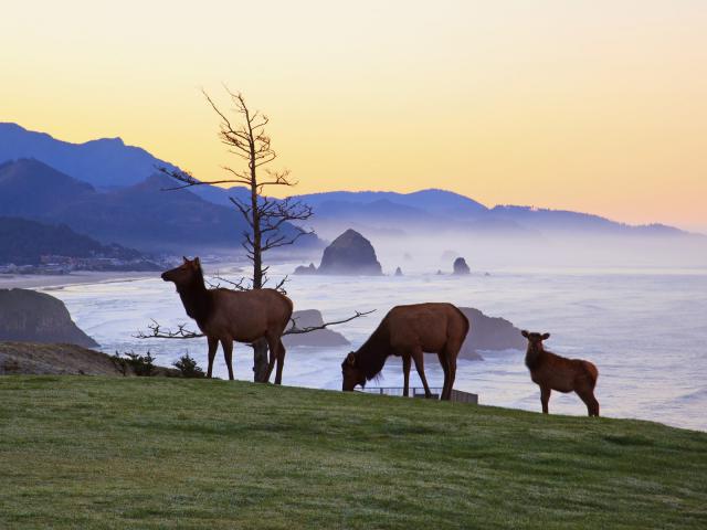 Elk_at_Sun