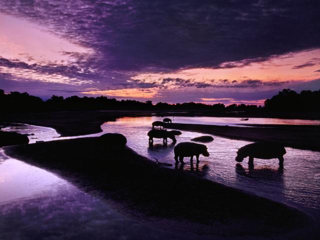 Hippos_at_Dawn