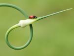 Seven-Spot_Ladybird
