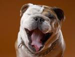 Canine_Comedy