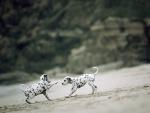 Playful_Dalmatian_Pups