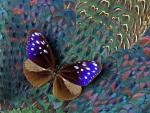 Crow_Butterfly