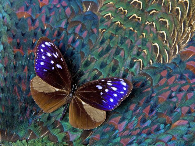 Crow_Butterfly