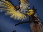 Woodpecker_Taking