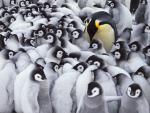 Adult_Emp_Penguins