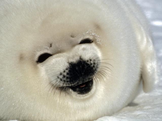 Harp_Seal_Pup