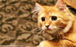 cat_204