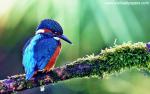 Birds_105
