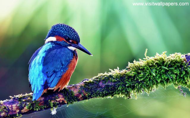 Birds_105