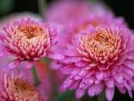 Chrysanthemum