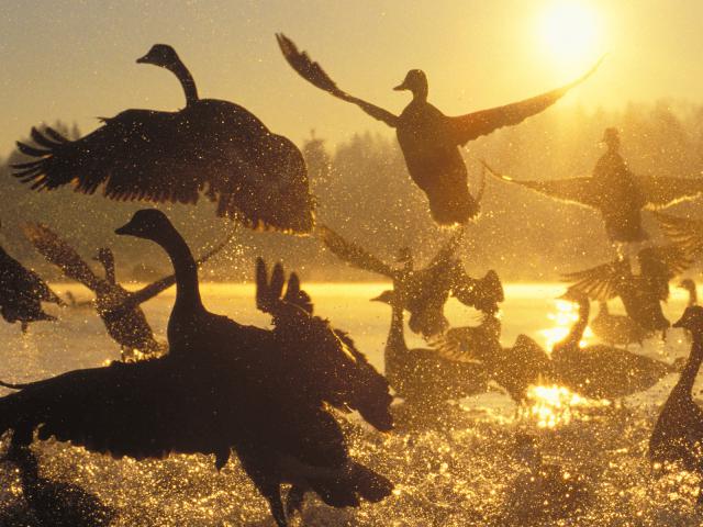 Canada_Geese