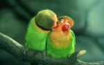 Birds_106