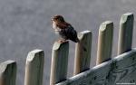 Birds_110