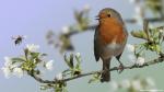 Birds_111