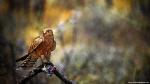 Birds_113