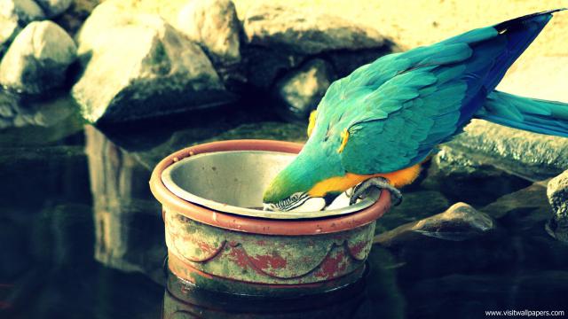 Birds_117