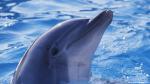 ocean-life-356