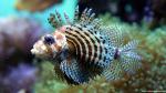 ocean-life-357