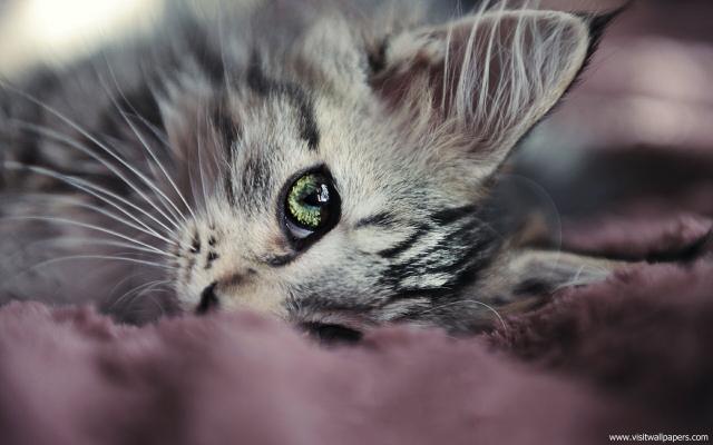 cat_209