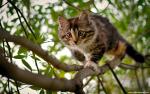 cat_211