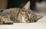 cat_217