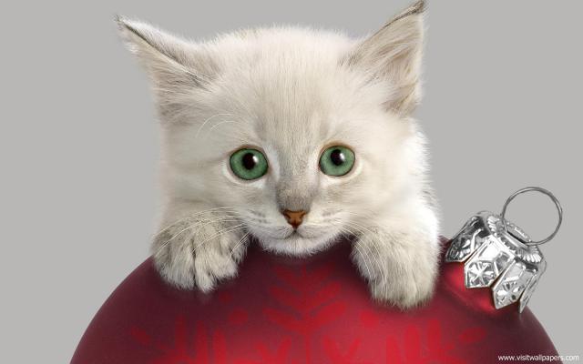 cat_218