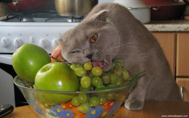 cat_219
