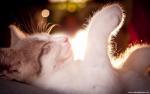 cat_222