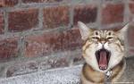 cat_223