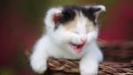cat_237
